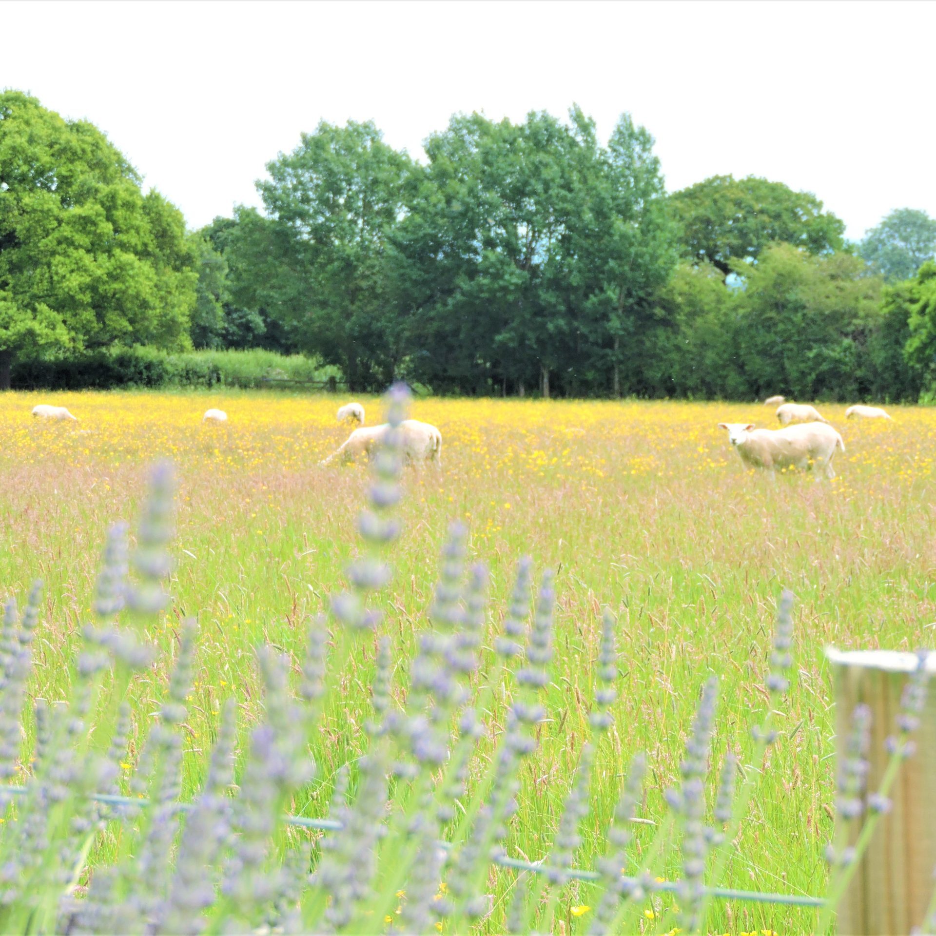 Sheep-field