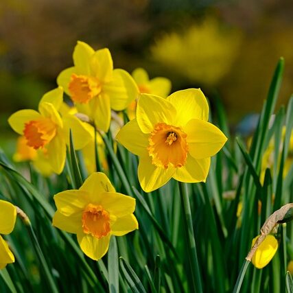 daffodil-gc506d8721_640
